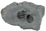Two Devil Horned Cyphaspis Trilobites - Mrakib, Morocco #350496-2